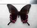 Papilio hermeli male (verso, Aberration) (Internet Image property of respective owner, non-commercial use only)